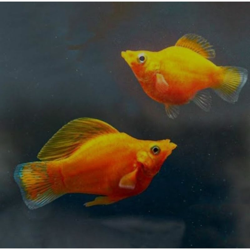 hiasan aquarium molly sunkist