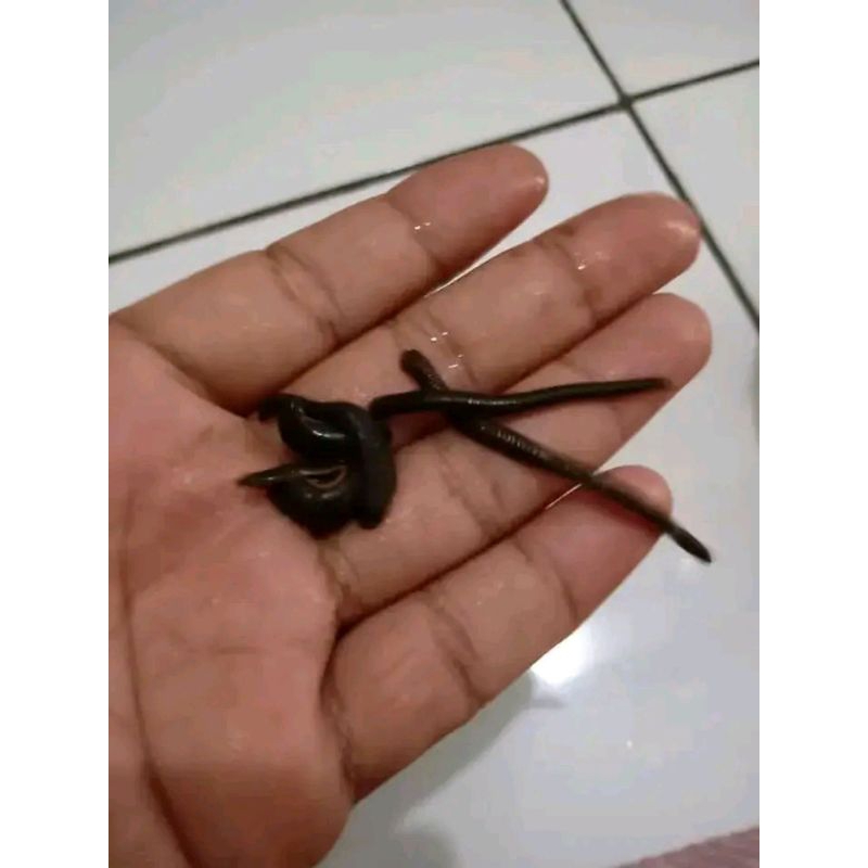 lintah hidup steril ukuran kecil