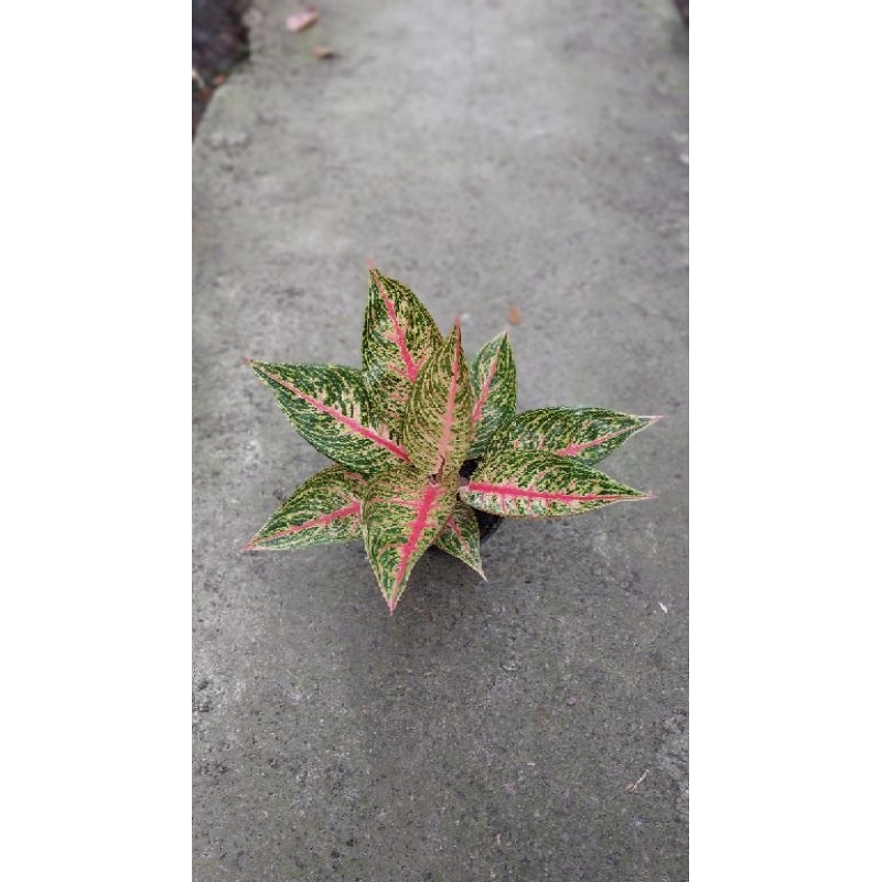 aglonema legacy merah