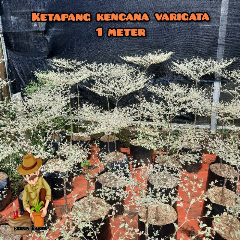 TANAMAN KETAPANG KENCANA VARIGATA 1 METER