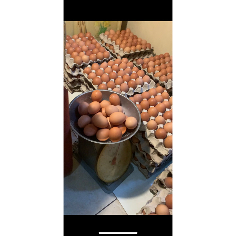 

Telur Dari Kandang