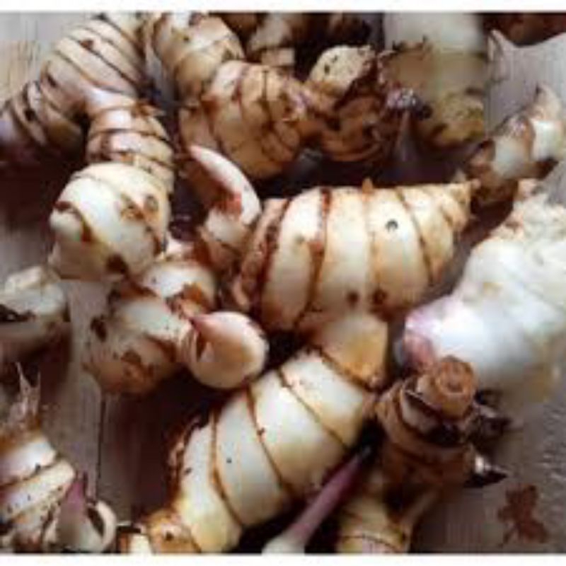 

obral umbi gayong atau ganyol pres 1kg