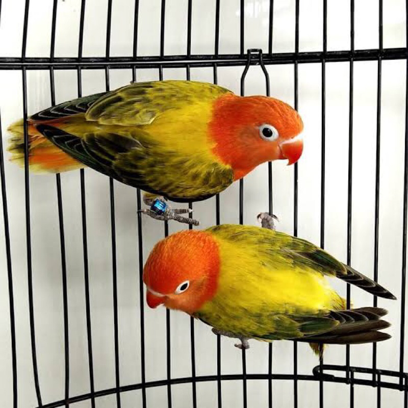 BURUNG LOVEBIRD/LAKBET EUWING GOLD SEPASANG