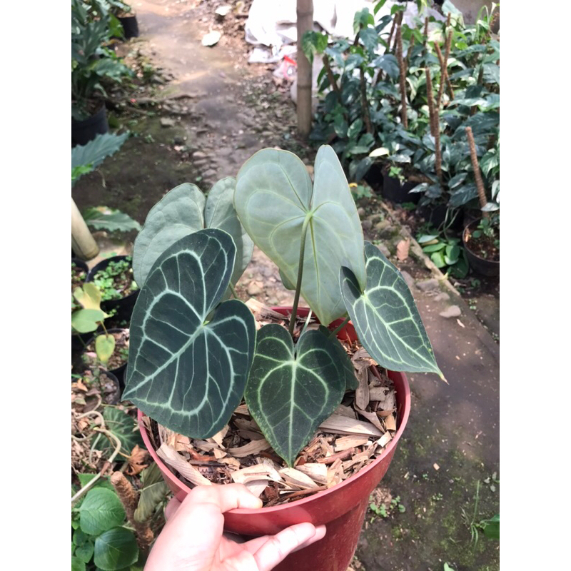 tanaman hias kuping gajah tarantula dewasa 5-6 daun