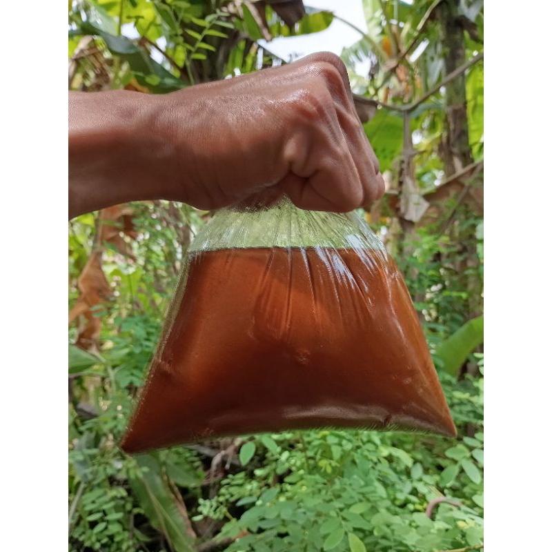 

Petis Ikan Khas Palang