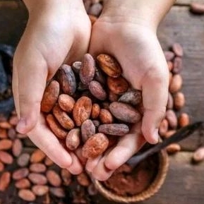 

Biji Coklat Kering 1 KG