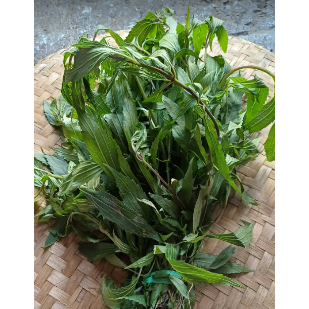 

Daun kumis kucing SEGAR atau Orthosiphon aristatus