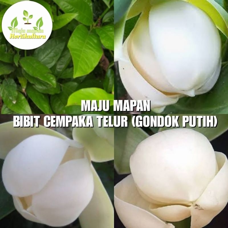 BIBIT BUNGA CEMPAKA TELUR