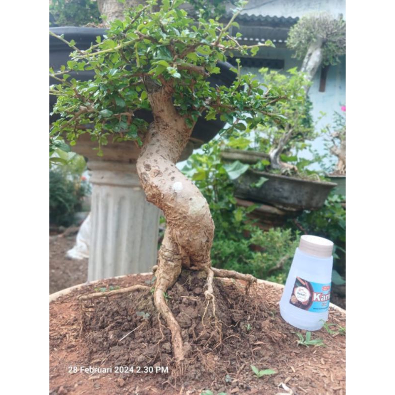 Bahan bonsai hokiantea mikro buah - mame berkarakter