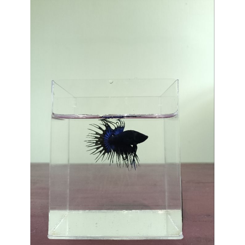 Cupang Crowntail