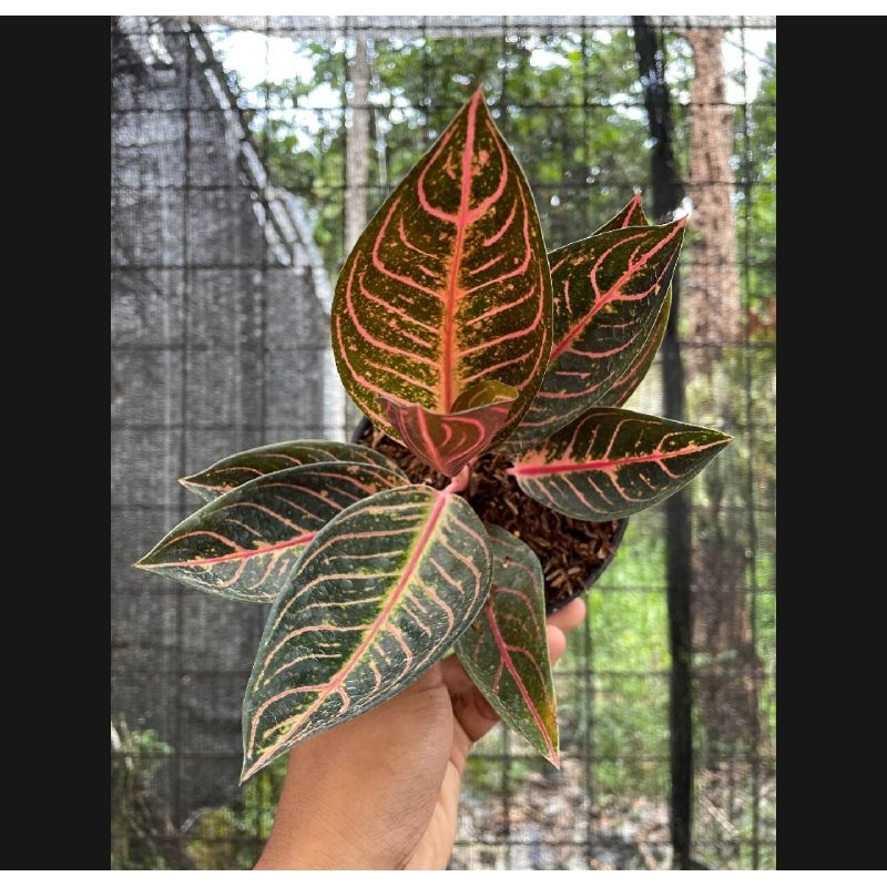 Aglonema red Sumatra dewasa (POS)
