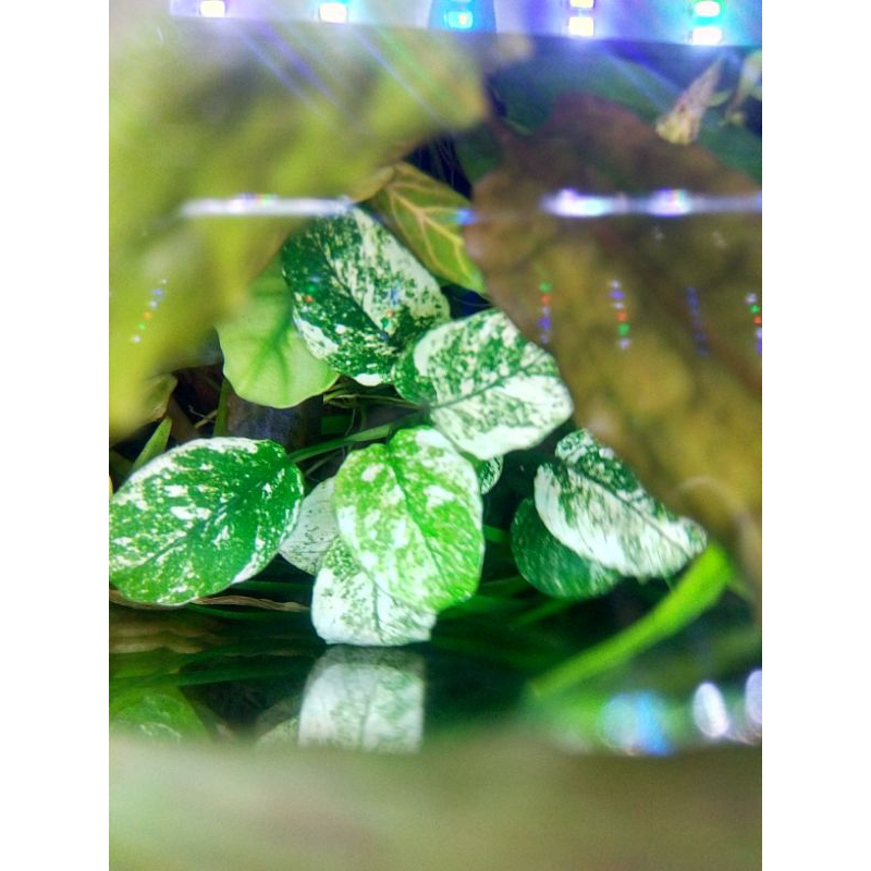 Tanaman Aquascape/Aquarium Anubias Pinto ukuran XL/indukan/Mother Plant