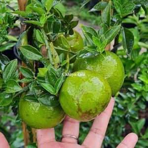 Bibit jeruk santang madu hijau sudah berbuah super