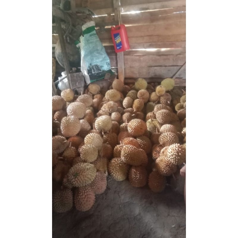 

durian manis