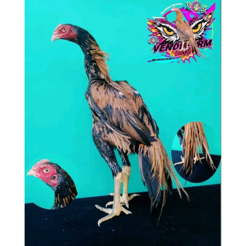 

2 BUTIR TELUR ELITE EKORLIDI WK