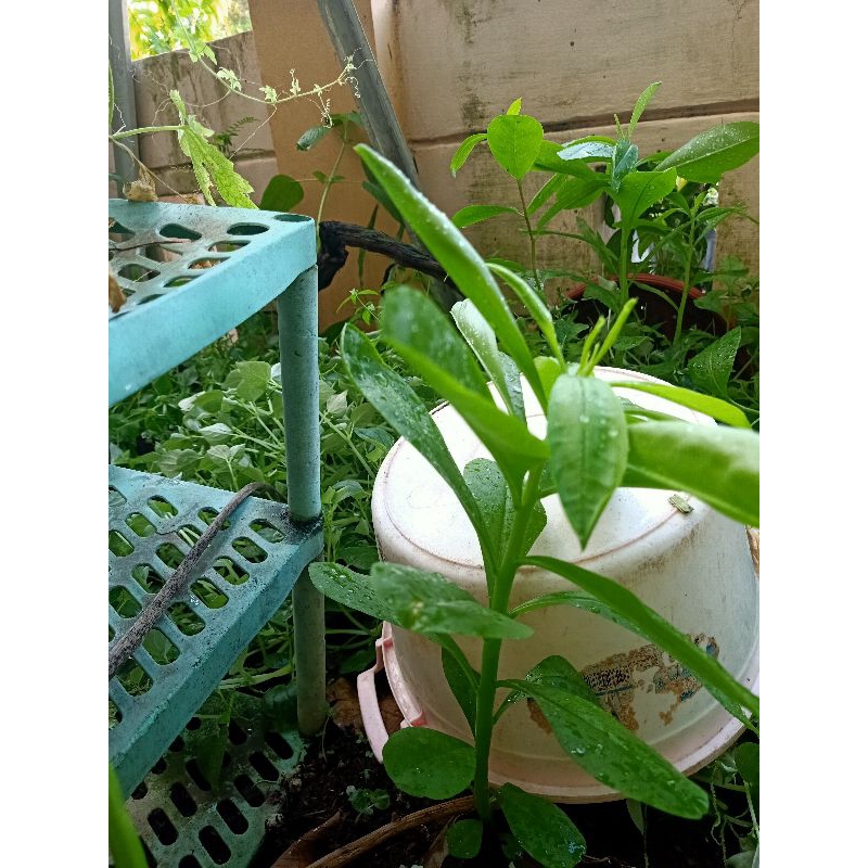 

daun ginseng segar Banjarmasin