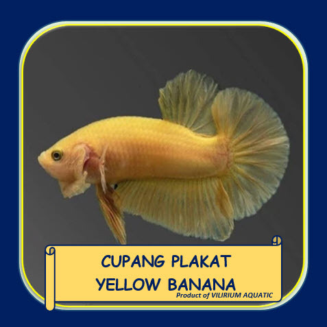IKAN HIAS AIR TAWAR - CUPANG PLAKAT YELLOW BANANA