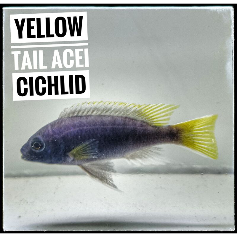 Yellow Tail Acei Cichlid