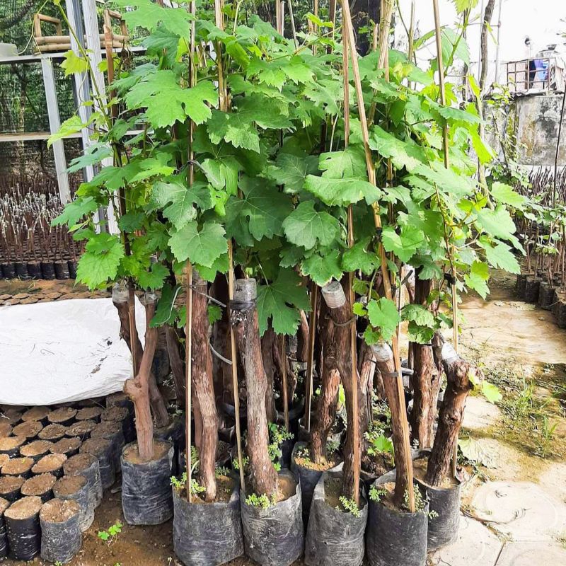 Tanaman anggur import batang besar / jumbo