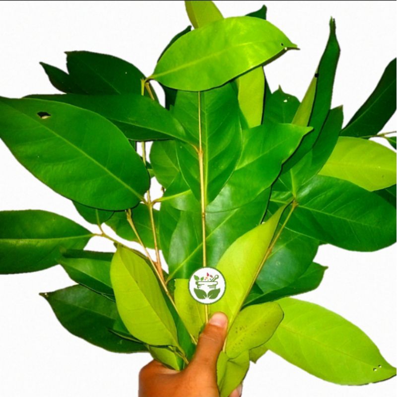 

Daun Salam Fresh Dan Wangi