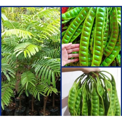 Bibit/Pohon Pete/Petai Super Jumbo