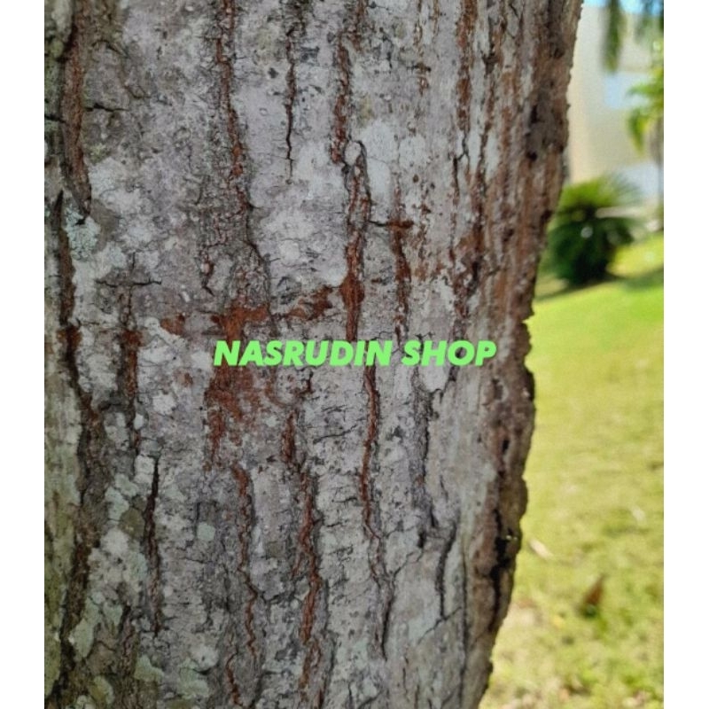 

[Fresh] KULIT KAYU MAHONI SEGAR LANGSUNG KERAT
