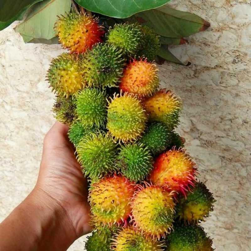 bibit rambutan rapiah okulasi