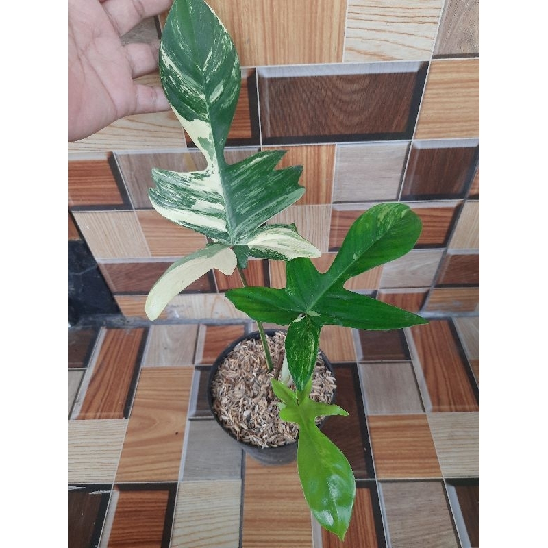philodendron florida beauty