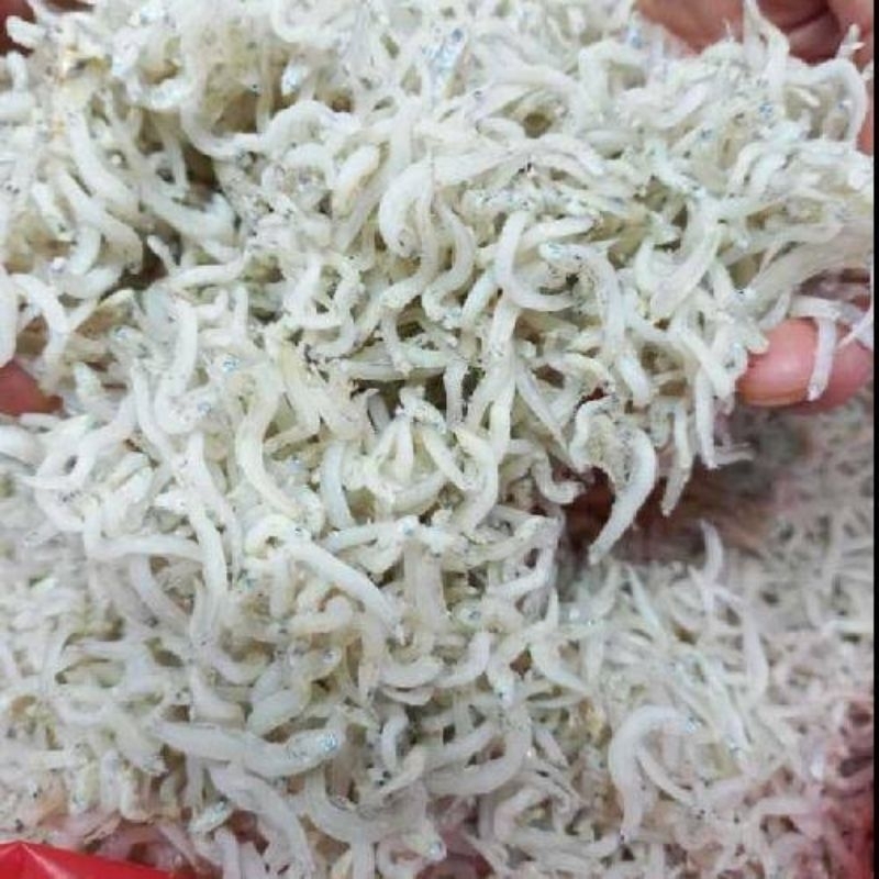 

Teri Medan kualitas Terbaik