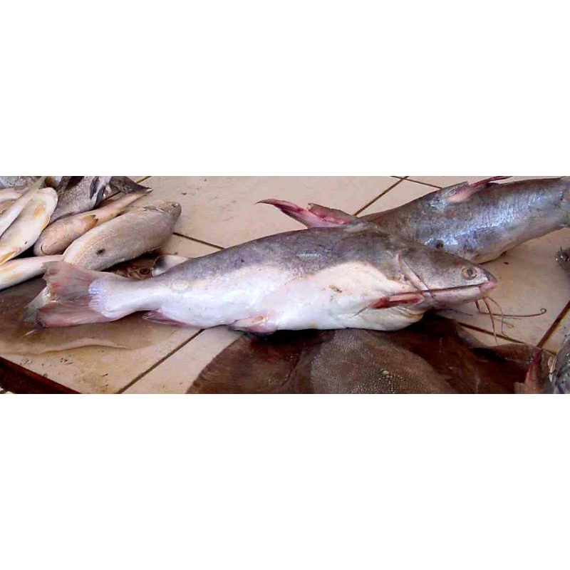 

Ikan Lundu