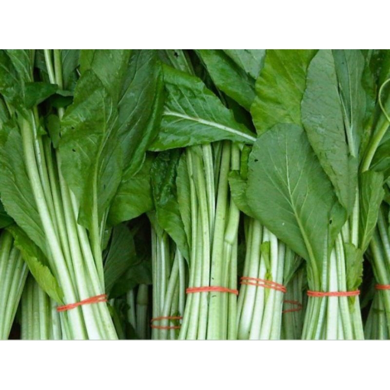 

Caisim Sawi Hijau fresh