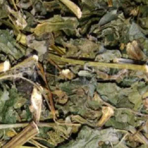 

Teh Daun Jelatang Kering Daun Gatal kering
