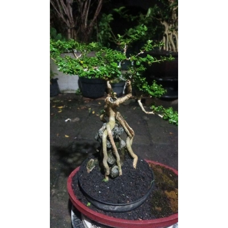 bonsai sancang cascade