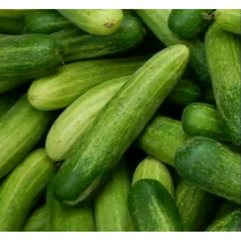 

Timun fresh timun seger /pack 500gr