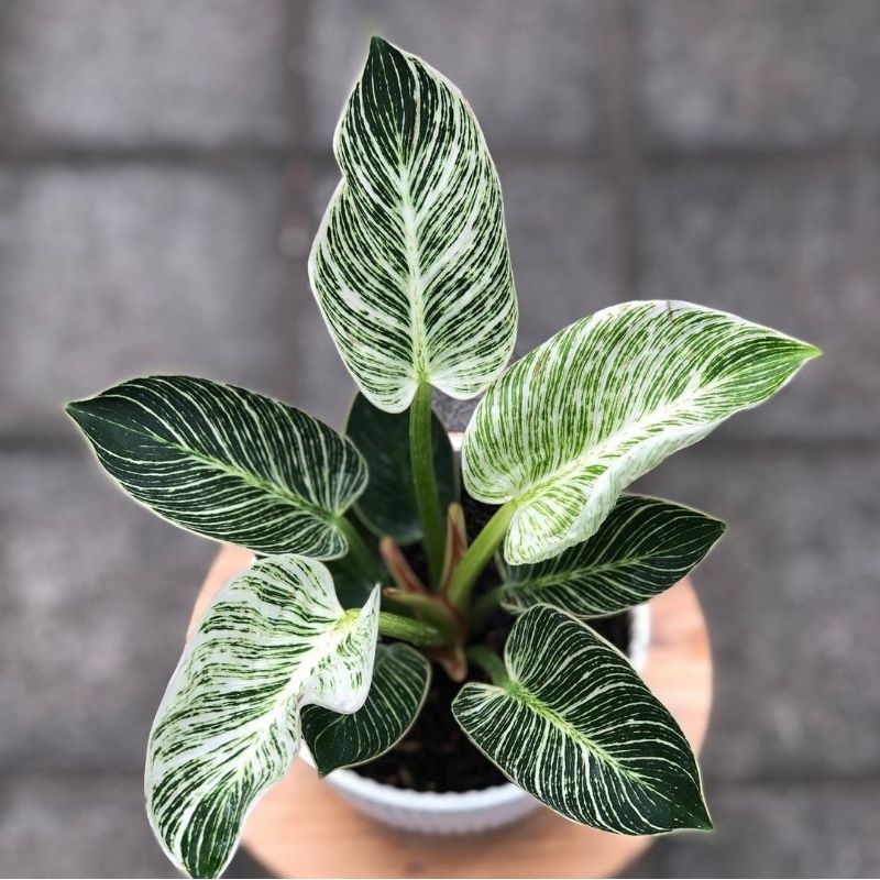 Philodendron Birkin-Tanaman Hias Philo Birkin BiBit