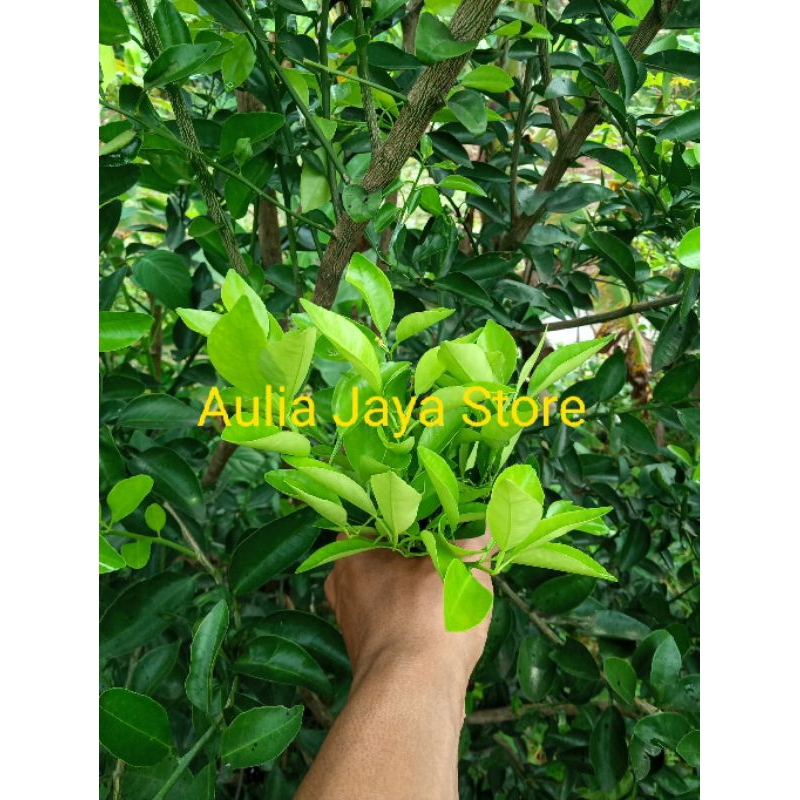 

Daun limo segar