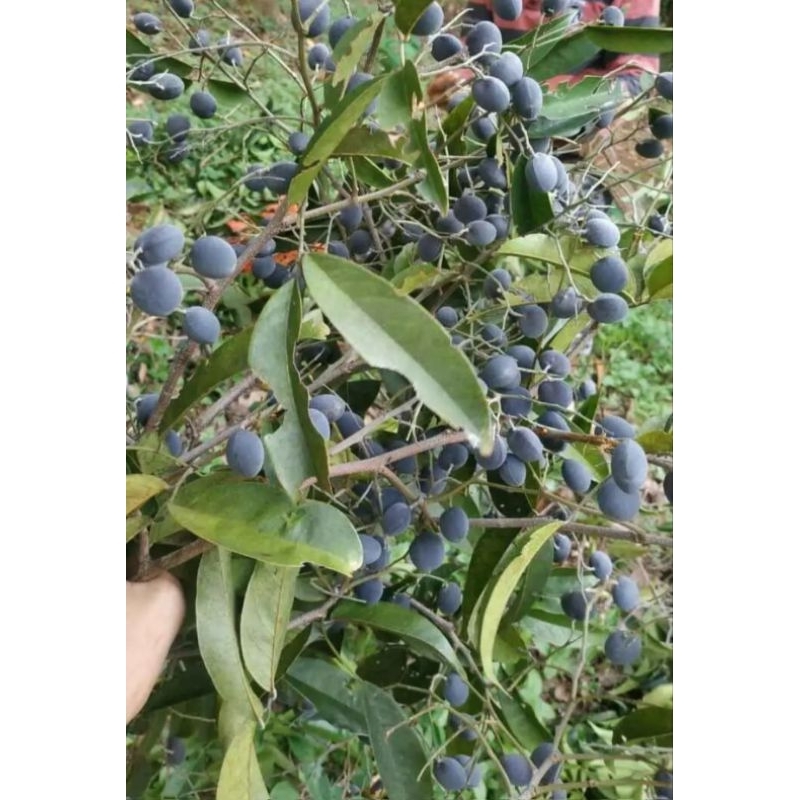 

buah asam ranji/kuranji 100gram