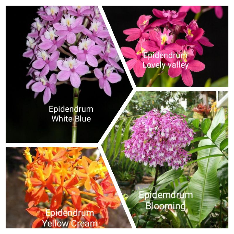 Tanaman hias anggrek epidendrum paket 4 macam jenis bunga