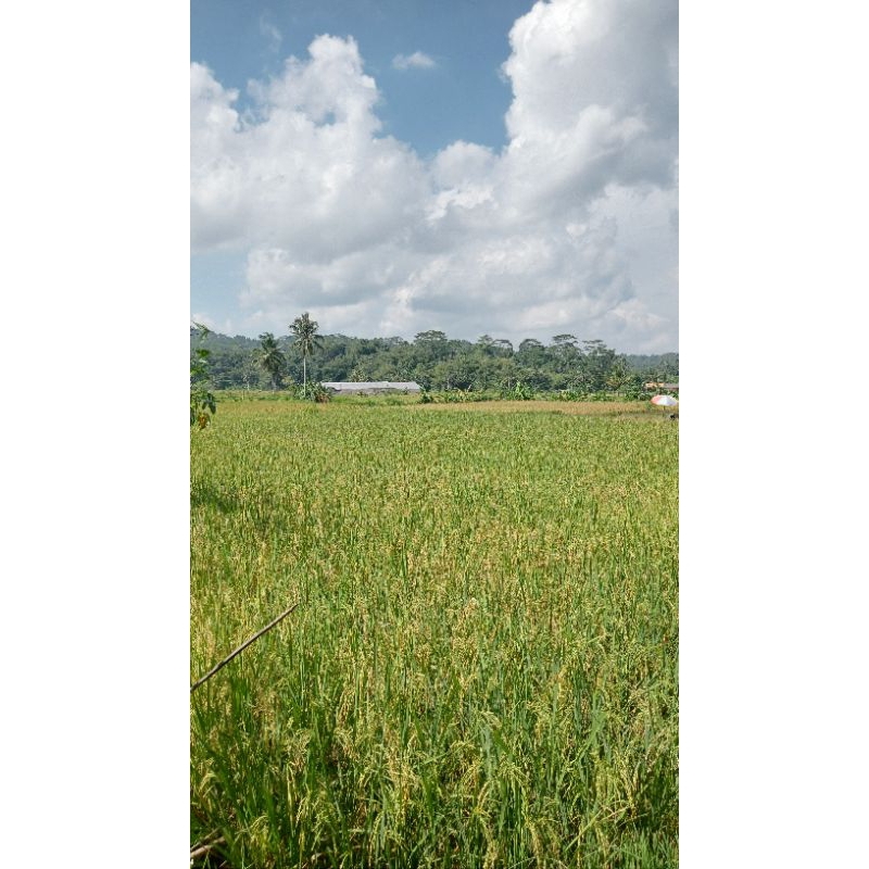 Benih Bibit Buncis Tewe 500 Gr