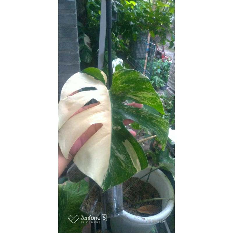 Monvar/Monstera Variegata