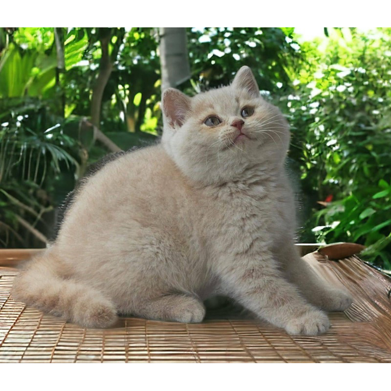 kucing british shorthair Bsh cream