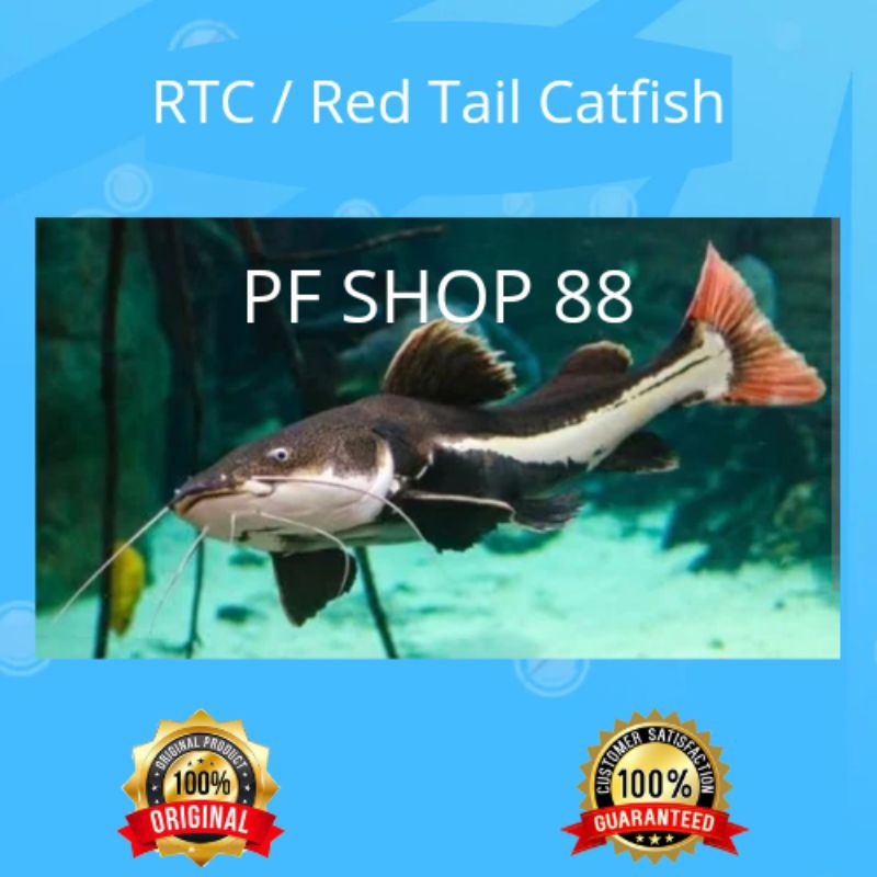 Ikan Red Tail Catfish / RTC Top Grade