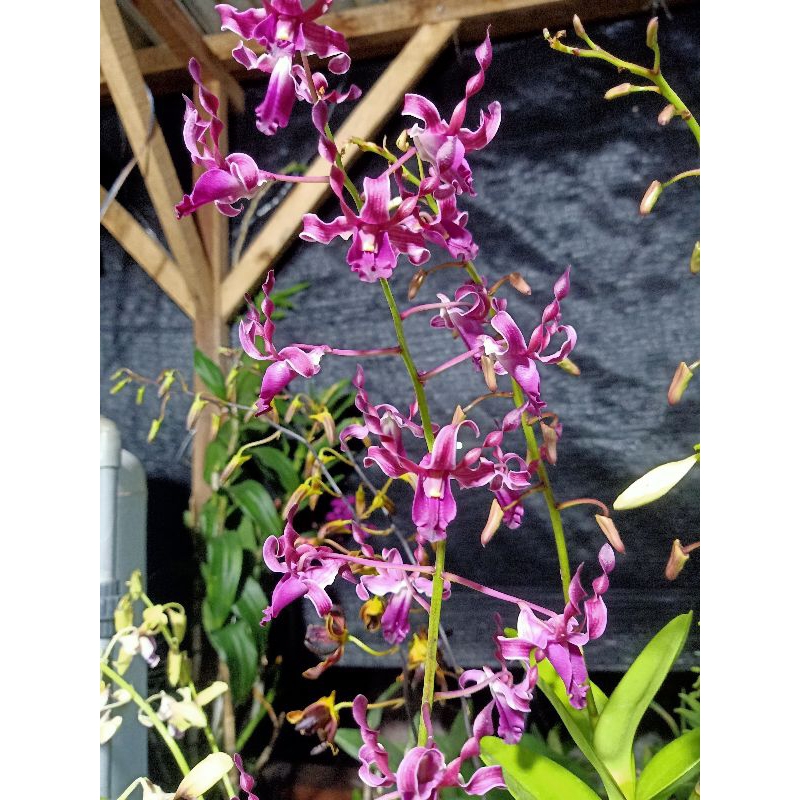 Dendrobium Keriting Berbunga (7)