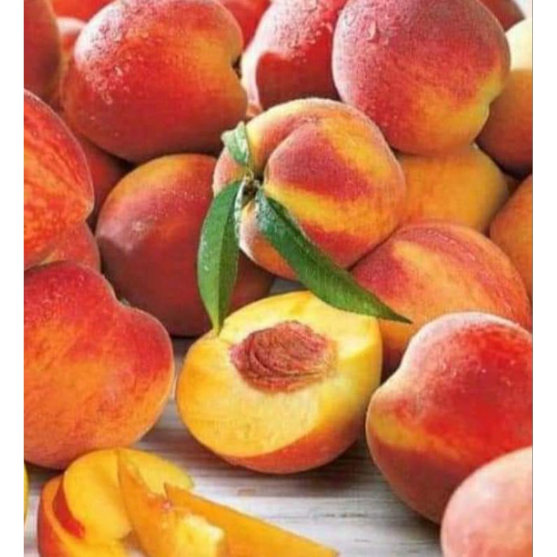 Bibit Peach Holland Kirim Full Media / Bibit Buah Persik