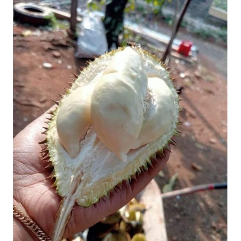 

Durian bali 100k 4