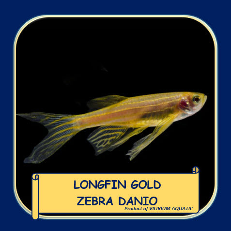 IKAN HIAS AIR TAWAR - LONGFIN GOLD ZEBRA DANIO / GOLDEN DANIO SLAYER / GOLDEN ZEBRA SLAYER