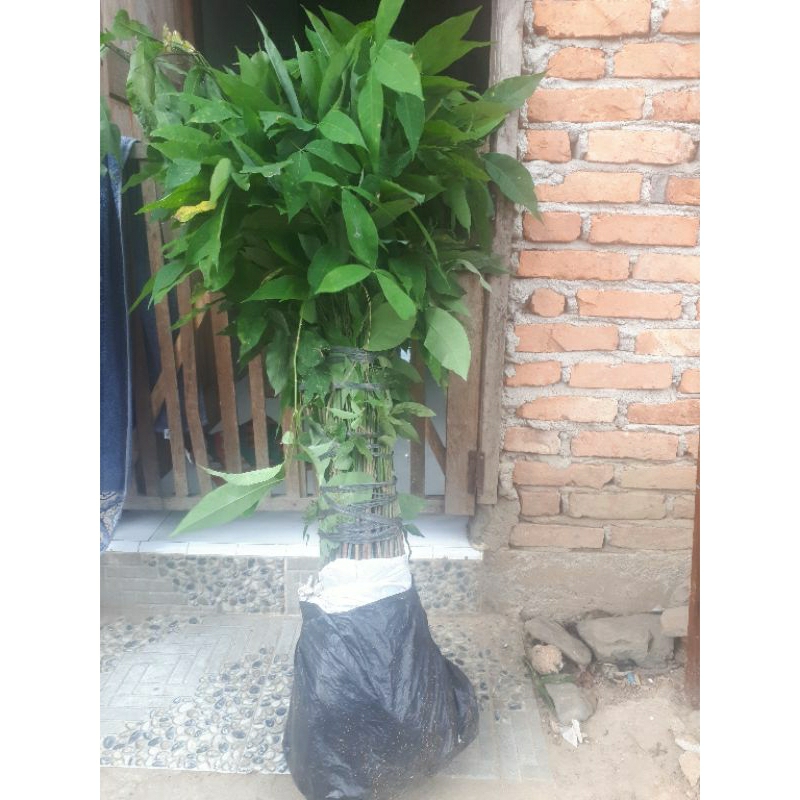 Bibit Karet BPM 24 Medan Siap tanam masuk Polybag 250 batang