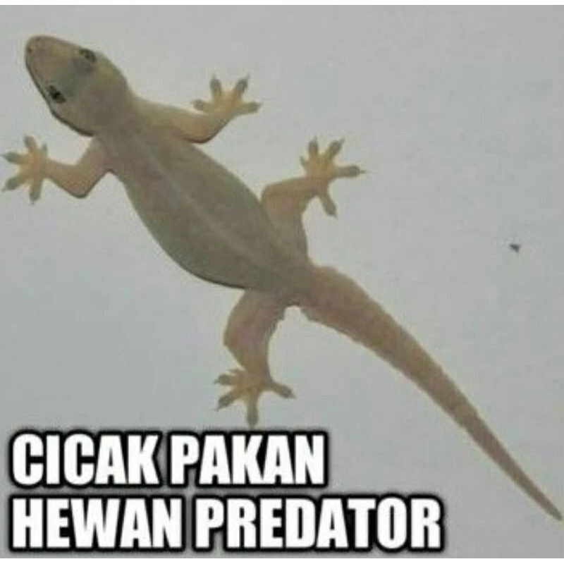 cicak hidup pakan predaktor isi 10 ekor bonus 2 ekor di jamin 100% hidup