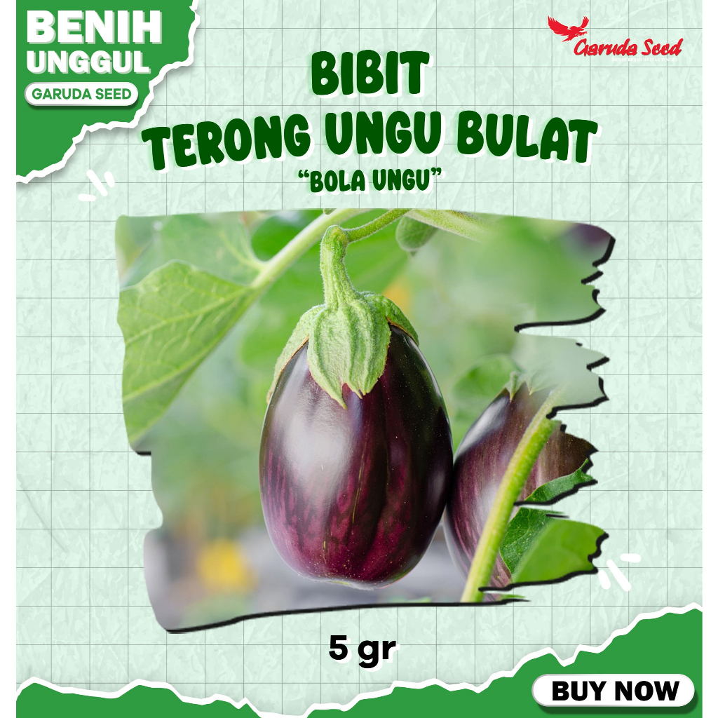 Benih Bibit Terong Ungu Bulat Besar Unggul Bola Ungu 5 Gram Garuda Seed