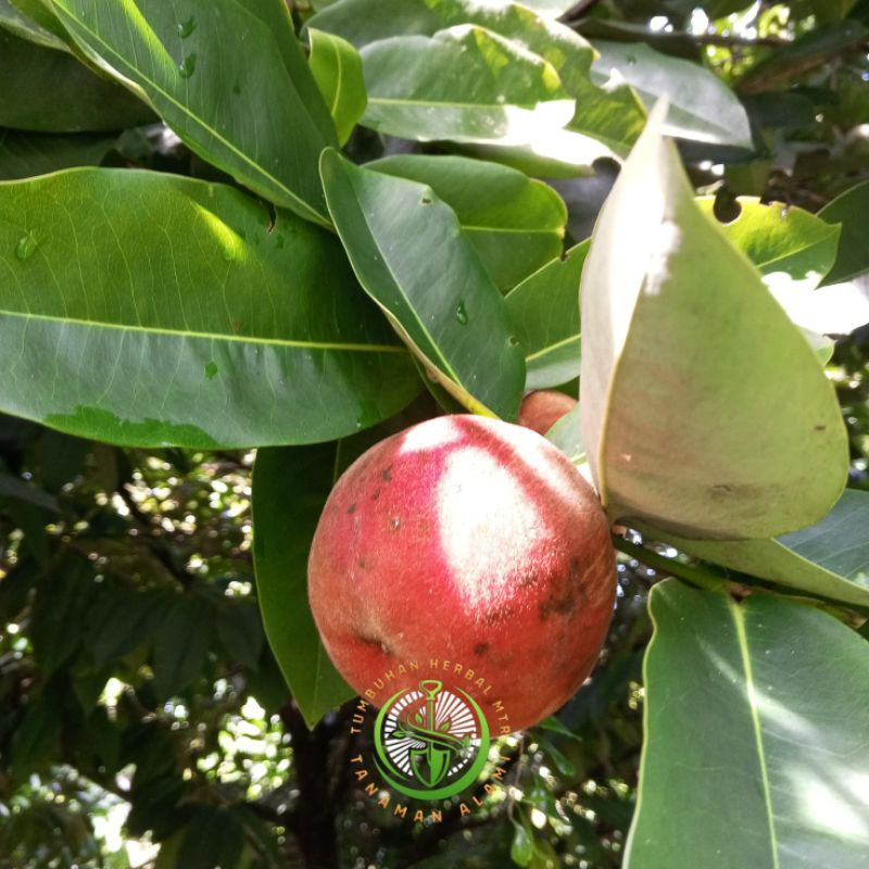 

Buah bisbul/buah samolo langka 1kg langsung petik dari pohon